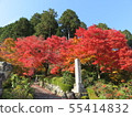 Zenzenji Kyoto Autumn leaves 55414832