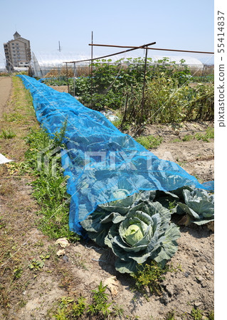 Net covered cabbage Net covered cabbage 55414837