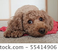 toy poodle  55414906