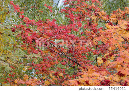 Beautiful branches of rowan-tree in autumn park. 55414931