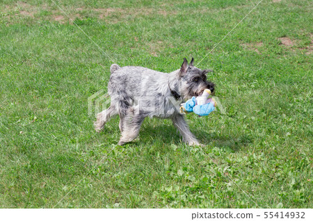 Mittelschnauzer playing with his toy in the park. Mittelschnauzer playing with his toy in the park. 55414932