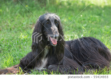 Cute afghan hound is lying on a green grass. Cute afghan hound is lying on a green grass. 55414933