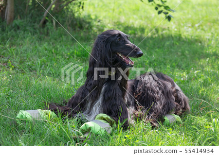 Cute afghan hound is lying on a green meadow. Cute afghan hound is lying on a green meadow. 55414934