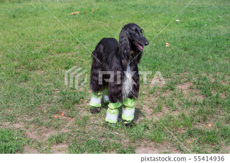 Cute afghan hound is standing on a green grass. 55414936