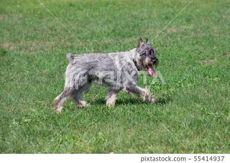 Cute mittelschnauzer is walking on a green grass. Cute mittelschnauzer is walking on a green grass. 55414937