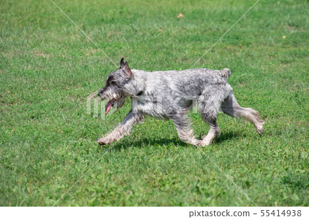 Mittelschnauzer is running on a green grass. 55414938