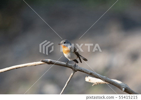 Red-throated flycatcher, Ficedula parva, Sinhagad Red-throated flycatcher, Ficedula parva, Sinhagad 55415215