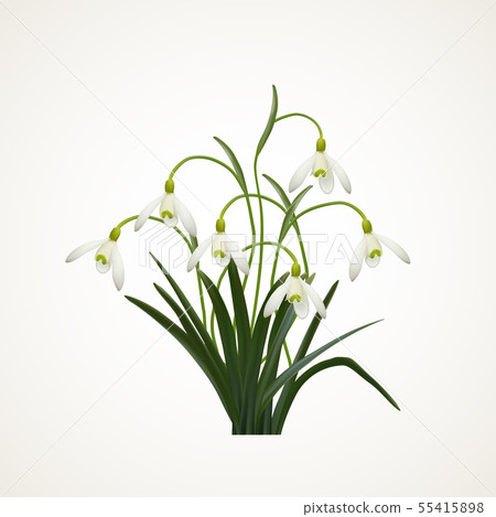Snowdrops on a white background. Spring vector Snowdrops on a white background. Spring vector 55415898