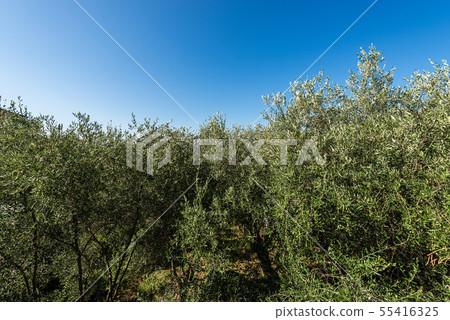 Olive trees on a clear blue sky - Liguria Italy Olive trees on a clear blue sky - Liguria Italy 55416325