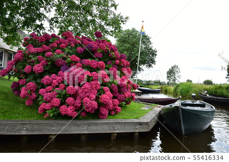 Dutch Heathorn Dutch Heathorn 55416334