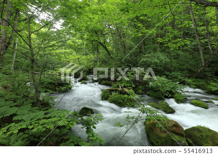 Oirase流 55416913