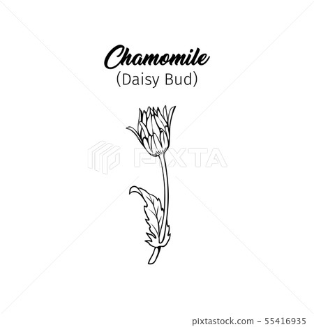 Chamomile bud freehand black ink sketch Chamomile bud freehand black ink sketch 55416935