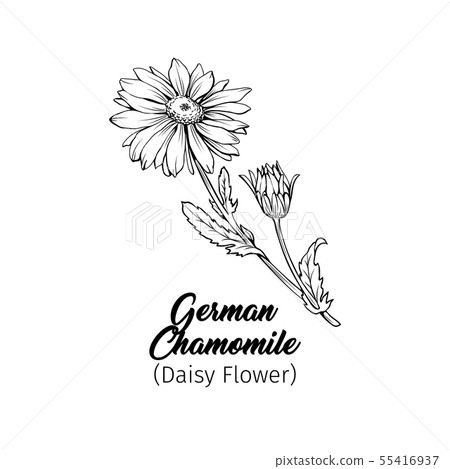 German chamomile black ink sketch German chamomile black ink sketch 55416937