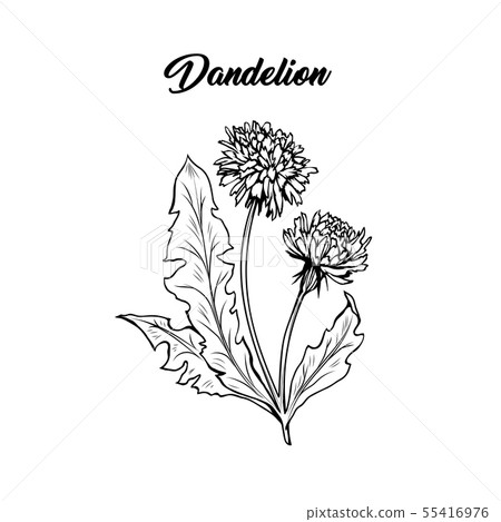 Dandelion in blossom black ink sketch. 55416976