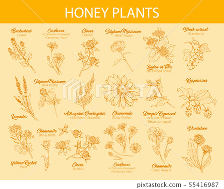 Honey plants ink sketches set Honey plants ink sketches set 55416987