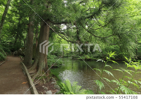 Oirase Stream Promenade 55417108