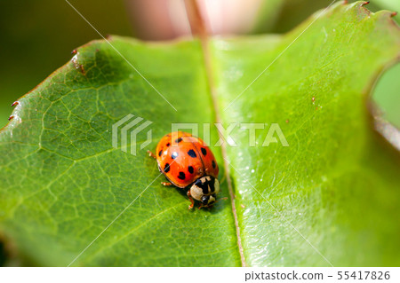 Multicoloured Asian Ladybird - Ladybug Harmonia axyridis walks on a leaf Multicoloured Asian Ladybird - Ladybug Harmonia axyridis walks on a leaf 55417826