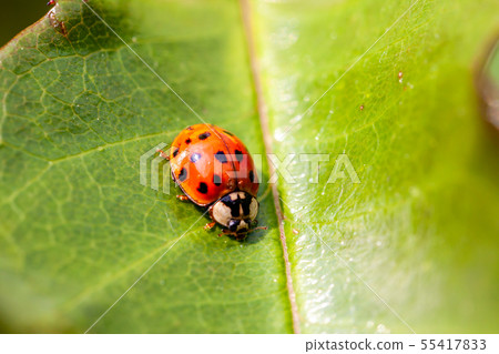 Multicoloured Asian Ladybird - Ladybug Harmonia axyridis walks on a leaf 55417833