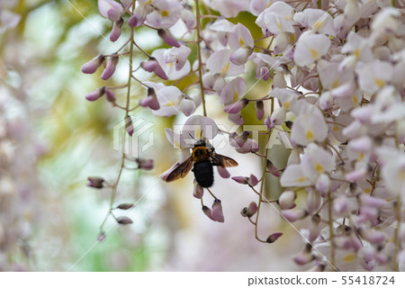 White wisteria flower and bee 55418724
