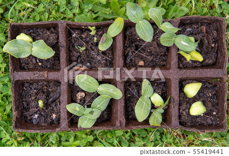 small plant shoots for the garden small plant shoots for the garden 55419441