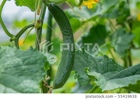 Cucumber cultivation 55419638