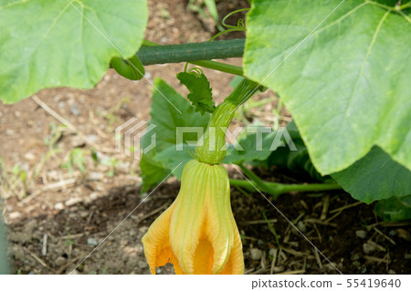 Pumpkin cultivation Pumpkin cultivation 55419640