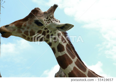 長頸鹿的臉 55419657