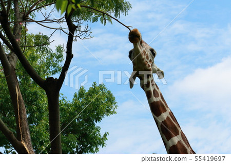 Giraffe's face 55419697