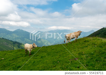 Cows grazing in pastures of the Alps 55419711