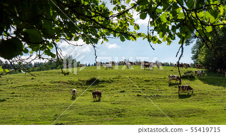 Cows grazing in pastures of the Alps 55419715