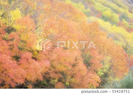 Autumn leaves near the Northern Alps Murodo 55419751