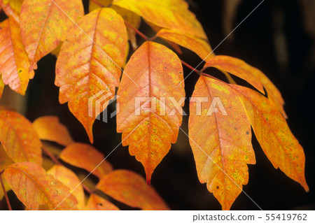 Orange autumn leaf Orange autumn leaf 55419762