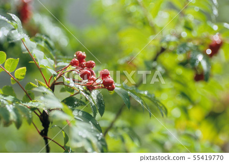 Rowan berries Rowan berries 55419770