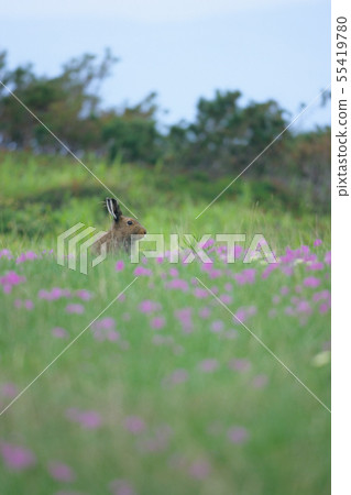 很可愛的雪兔 55419780