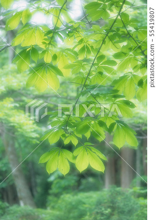 Leaves of leaf 55419807