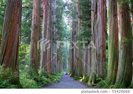 Togakushi cedar tree Togakushi cedar tree 55420088