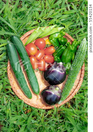 Summer vegetable harvest 55420134