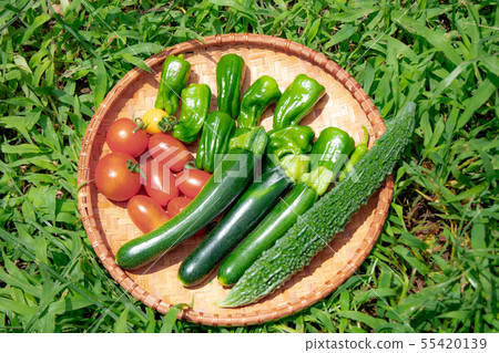 Summer vegetable harvest Summer vegetable harvest 55420139