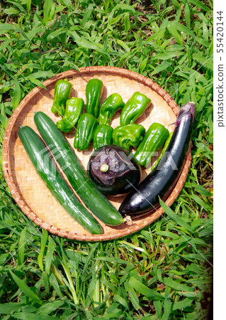 Summer vegetable harvest Summer vegetable harvest 55420144