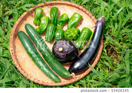 Summer vegetable harvest 55420145