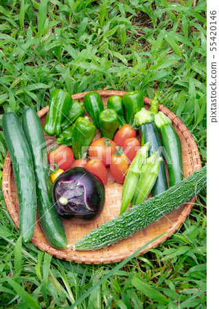 Summer vegetable harvest 55420146