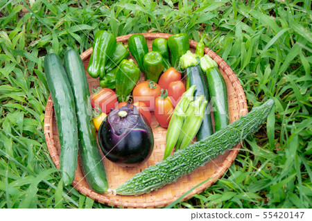 Summer vegetable harvest 55420147