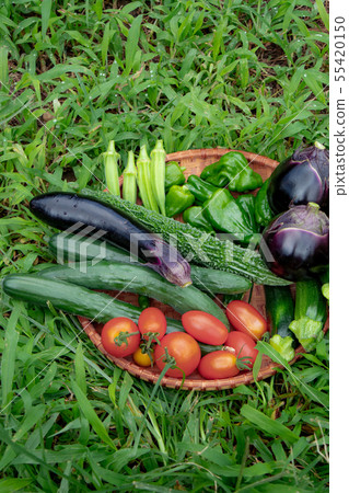Summer vegetable harvest 55420150