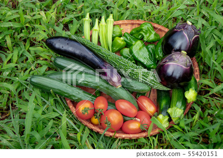 Summer vegetable harvest 55420151