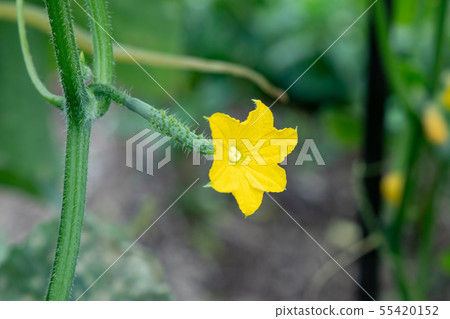 黃瓜種植 55420152