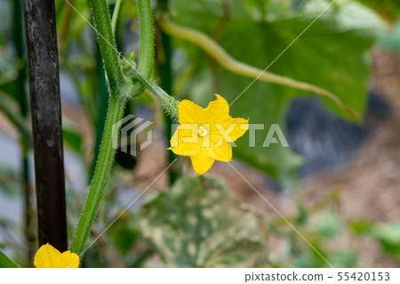 黃瓜種植 55420153