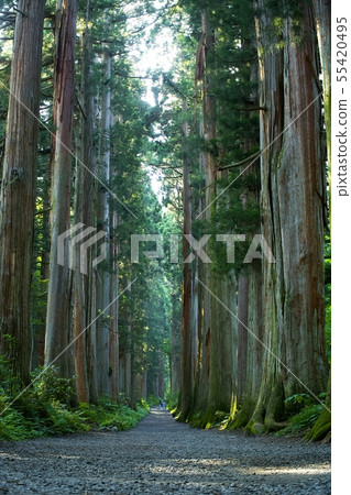 Togakushi Okusha Suginamiki Togakushi Okusha Suginamiki 55420495