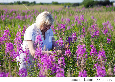 Elderly woman collects willow-herb in Siberia. 55420749