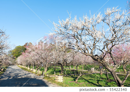 Urumakuen Bairin Mito's Plum Festival (Mito, Ibaraki Prefecture) March 2019 55422340