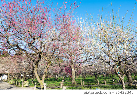Urumakuen Bairin Mito的梅花節(茨城縣水戶市)2019年3月 Urumakuen Bairin Mito的梅花節(茨城縣水戶市)2019年3月 55422343